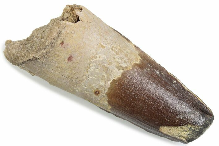 Fossil Spinosaurus Tooth - Feeding Worn Tip #376406